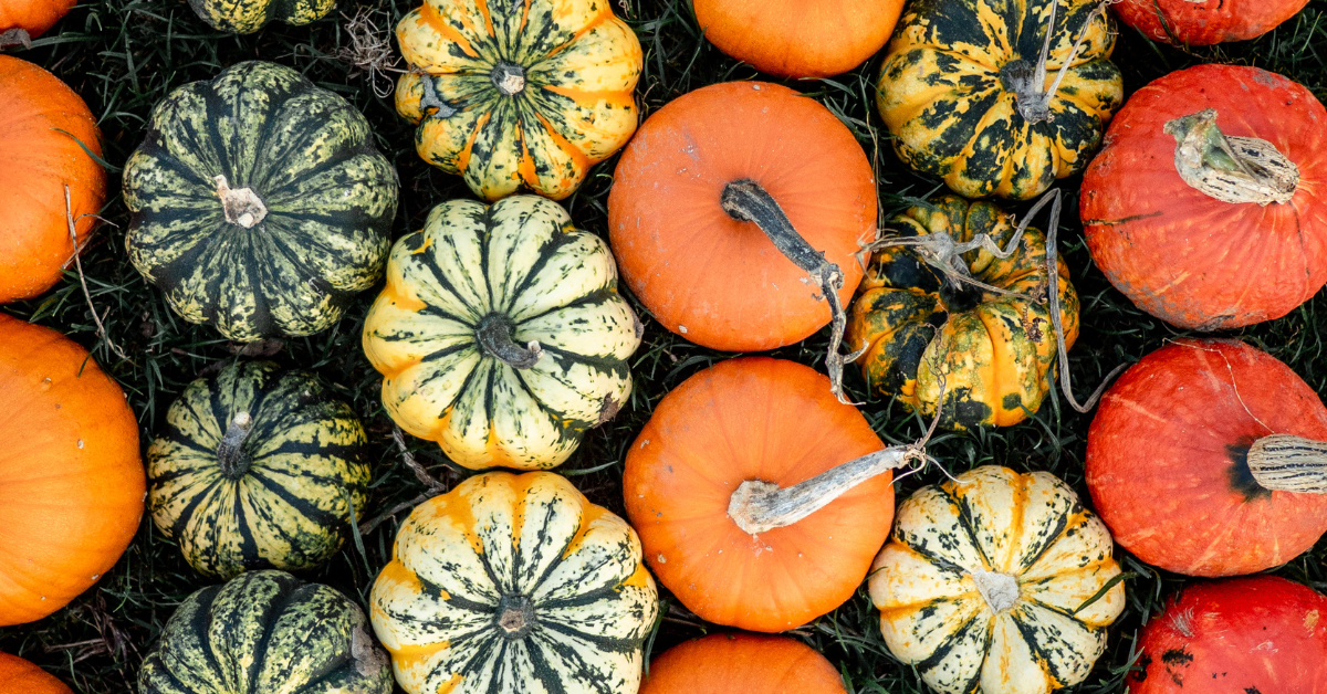 pumpkin patch slingshot