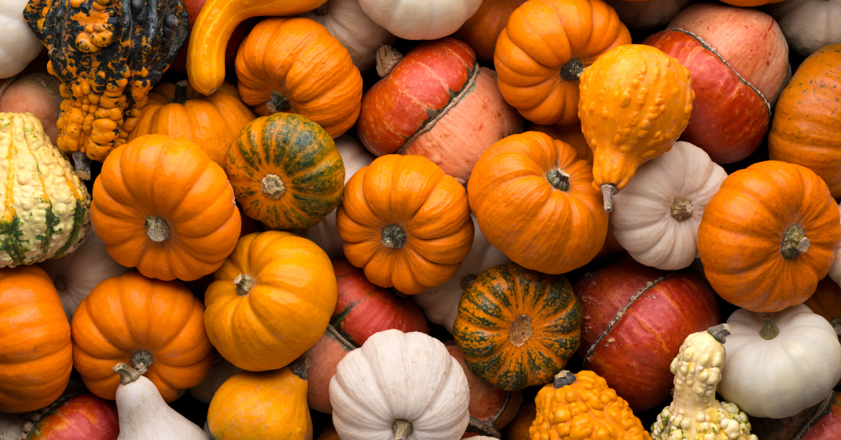 pumpkins and gourds