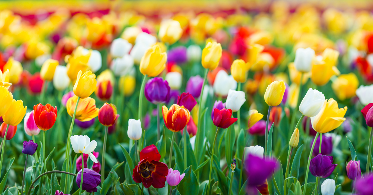 large field of yellow, red and purple tulips