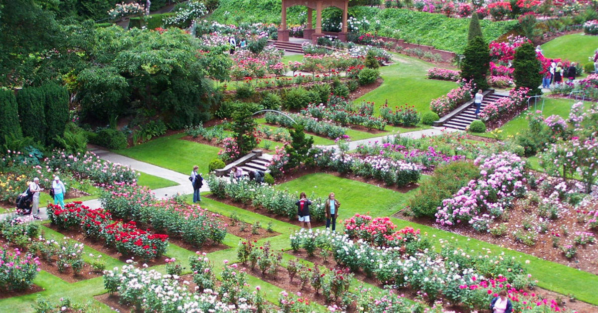 overhead view of Portland's International Rose Test Garden at Washington Park in Portland, Oregon