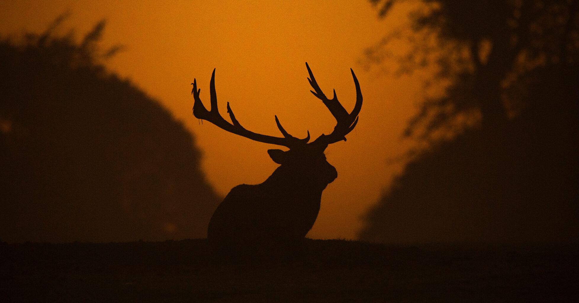 silhouette of elk laying down