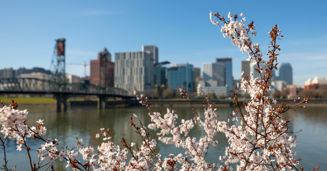 cherry blossom branches in the foreground with the city of portland in the background