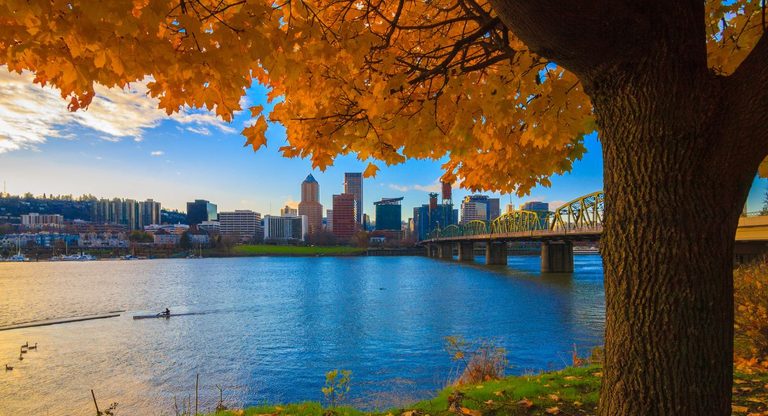 fall tree looking over the city of portland, oregon and the Wilammette River