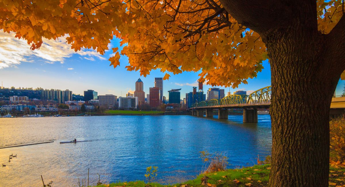fall tree looking over the city of portland, oregon and the Wilammette River